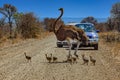 Emu family crossing the road