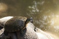 Emydidae Green Turtle on crocodile, La Venta Park. Villahermosa,Tabasco,Mexico Royalty Free Stock Photo