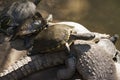 Emydidae Green Turtle on crocodile, La Venta Park. Villahermosa,Tabasco,Mexico Royalty Free Stock Photo