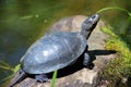 Emys orbicularis on bog Royalty Free Stock Photo