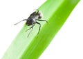 En face of ant on grass Royalty Free Stock Photo