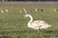 En profil portrait of a young mute swan cygnus color standing in a field Royalty Free Stock Photo