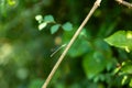 Enallagma cyathigerum (common blue damselfly, common bluet, or northern bluet