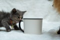 An enamel mug featuring a gray kitten playing around by snuffing the mug handle on the white background Royalty Free Stock Photo