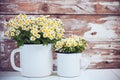 Enamel mugs with chamomile flowers Royalty Free Stock Photo