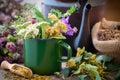 Enameled mug of summer healing herbs, old tea kettle and medicinal plants.