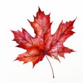 Enamored Foliage: Hyperrealistic Watercolor Art Of A Red Maple Leaf