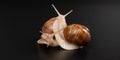 enamored grape snails on a dark background closeup Royalty Free Stock Photo