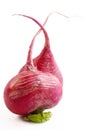 Enamoured radish Royalty Free Stock Photo