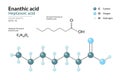 Enanthic Acid. Heptanoic Acid. Structural Chemical Formula and 3d Model of Molecule. C7H14O2. Atoms with Color Coding. Vector