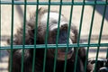 chimpanzee monkey in zoo. Mammal looking through bars Royalty Free Stock Photo