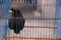 Encaged Crested myna, or the Chinese starling (Acridotheres cristatellus) perched on the stick Royalty Free Stock Photo