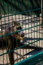 Papio or baboon monkey in zoo. mammal looking through bars Royalty Free Stock Photo