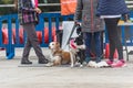 People and dogs in the amateur race in Encamp. Canicross in Andorra