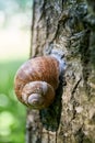 Encapsulated land snail