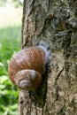 Encapsulated land snail