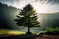 encapsulates the tranquility and beauty of a single tree standing alone in a breathtaking natural landscape.