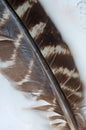 Wild Turkey Feather on White Royalty Free Stock Photo
