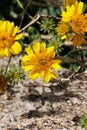 Encelia Virginensis Bloom - Coachella Valley Desert - 032222 Royalty Free Stock Photo