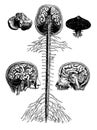 Encephala and spinal cord, brain, longitudinal section of the head, cerebellum, vintage engraving