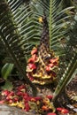 Encephalartos cerinus or Waxen Cycad with cone broken into pieces in garden Royalty Free Stock Photo