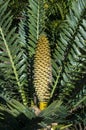 Encephalartos cerinus or Waxen Cycad with cone in garden Royalty Free Stock Photo