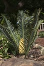 Encephalartos cerinus or Waxen Cycad with cone in garden Royalty Free Stock Photo