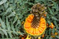 Encephalartos horridus aka Eastern Cape blue cycad cone