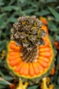 Encephalartos horridus aka Eastern Cape blue cycad cone