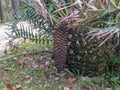 Encephalartos horridus or Eastern Cape blue cycad plant