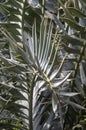 Close-up of frond of encephalartos horridus or eastern cape blue cycad
