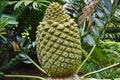 Encephalartos latifrons Royalty Free Stock Photo