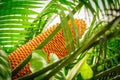 Encephalartos laurentianus shrub. Subtropical cycad evergreen palm like plant with red cones. Cycas Royalty Free Stock Photo