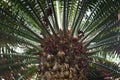 Encephalartos laurentianus shrub. Subtropical cycad evergreen palm like plant with red cones. Cycas. Royalty Free Stock Photo