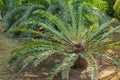 Encephalartos Longifolius Native From South Africa Royalty Free Stock Photo