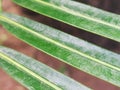 Encephalartos pterogonus plant leaf
