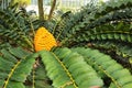 Encephalartos transvenosus plant in the garden Royalty Free Stock Photo