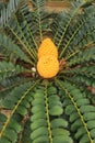 Encephalartos transvenosus plant in the garden Royalty Free Stock Photo