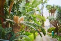 Encephalartos transvenosus in tropical garden of Funchal, Madeira, Portugal Royalty Free Stock Photo