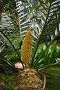 Encephalartos trispinosus