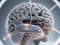 Encephalic Enhancements. Pioneering the Future of Neural Nexus Implants