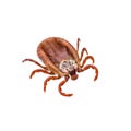 Encephalitis or Lyme Virus Infected Tick Insect Isolated on Whit Royalty Free Stock Photo