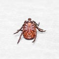 Encephalitis or Lyme Virus Infected Tick Insect Macro