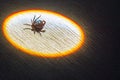 The encephalitis mite Royalty Free Stock Photo