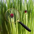 Encephalitis mite on the grass. Royalty Free Stock Photo