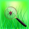 Encephalitis mite on the grass.  illustration. Royalty Free Stock Photo