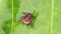 Encephalitis tick creeps on leaf of plant in forest. Tick causing lyme desease and borreliosis.