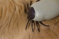 Encephalitis tick on Golden Retriever