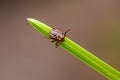 Encephalitis Tick Insect Crawling on Green Grass Close-up. Encephalitis Virus or Lyme Borreliosis Disease Infectious Dermacentor