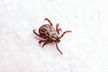 Encephalitis Tick Insect Crawling on White Background. Lyme Borreliosis Disease or Encephalitis Virus Infectious Dermacentor Tick